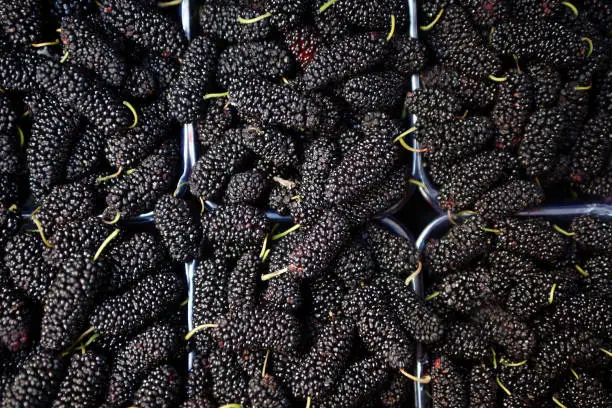 Photo of black mulberry