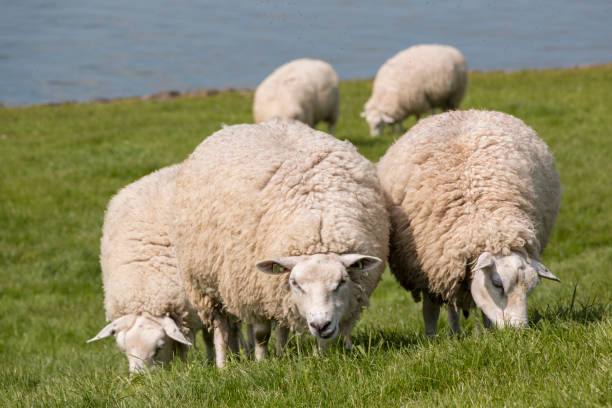 Flock of sheep grazing with water in the background stock photo