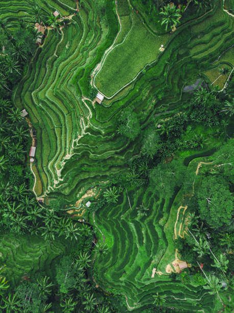 Ubud, Bali, Indonesia, Top Aerial View of Tegallalang Rice Terrace Top aerial view of Tegallalang Rice Terrace in Ubud, Bali, Indonesia. rice paddy photos stock pictures, royalty-free photos & images