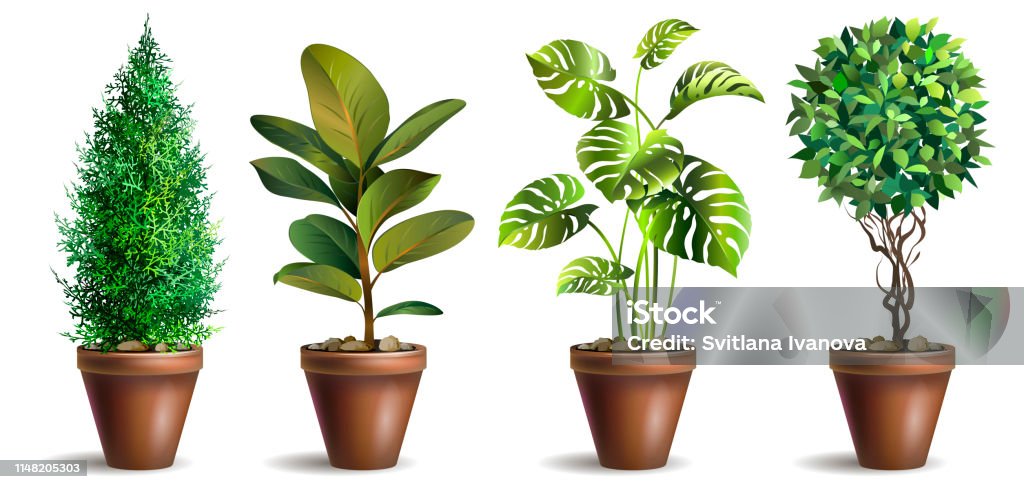 Set Potted Houseplants Garden Potted Plants Decorative Houseplant Stock Illustration - Download Now - iStock