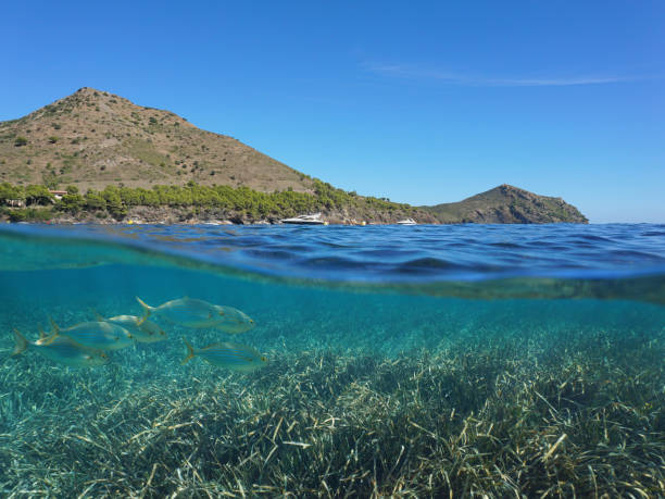 istock Spain Costa Brava coastline and fish underwater 1148205727