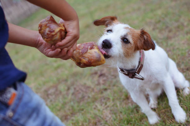 istock LITTLE OWNER GIVING A JACK RUSSELL DOG A BIG BONE. 1148205773