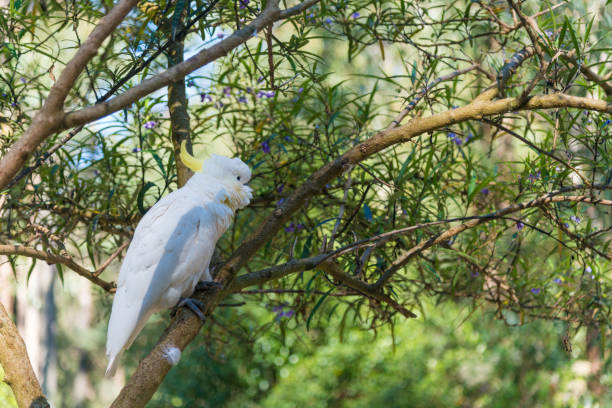 istock Blue-eyed cockatoo 1148205864