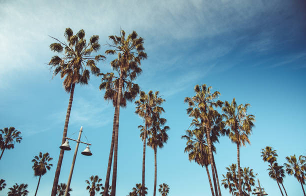 palm trees in california