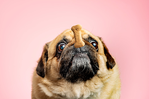 Overweight Pekingese crossed with a Pug trying to catch a dog biscuit. Close-up portrait, photographed against a pale pink background, horizontal format with some copy space.