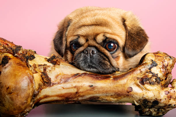 istock Bones for Dogs Can Be Dangerous 1148207161