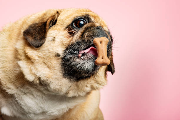 istock Dog being teased with a biscuit 1148207172