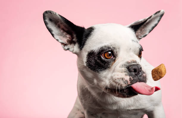 cane che prende un biscotto. - dog eating puppy food foto e immagini stock