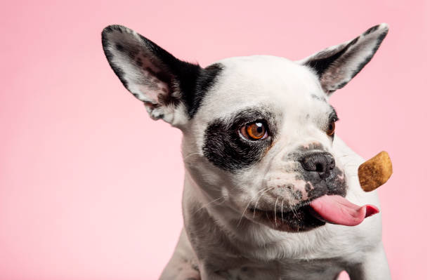 Dog catching a biscuit. French bulldog trying to catch a dog biscuit thrown to her by her owner. Close-up portrait, photographed against a pale pink background, horizontal format with some copy space. dog biscuit photos stock pictures, royalty-free photos & images