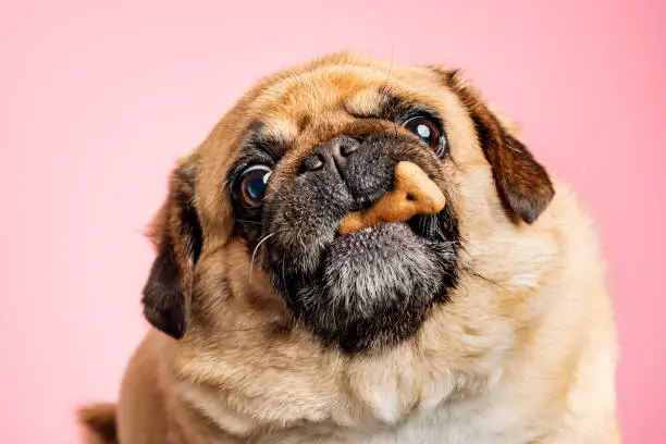 Overweight Pekingese crossed with Pug trying to catch a dog biscuit. Close-up portrait, photographed against a pale pink background, horizontal format with some copy space.