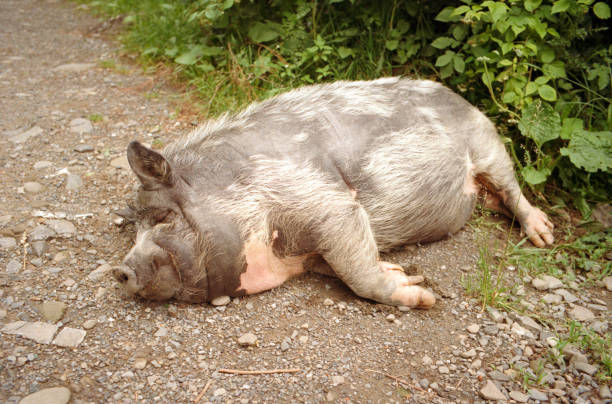 istock Close-up of a Vietnamese pig 1148208987