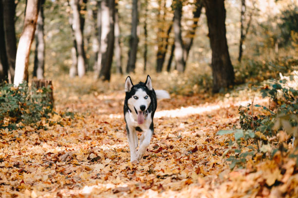 istock Siberian Husky runs in autumn park 1148209867
