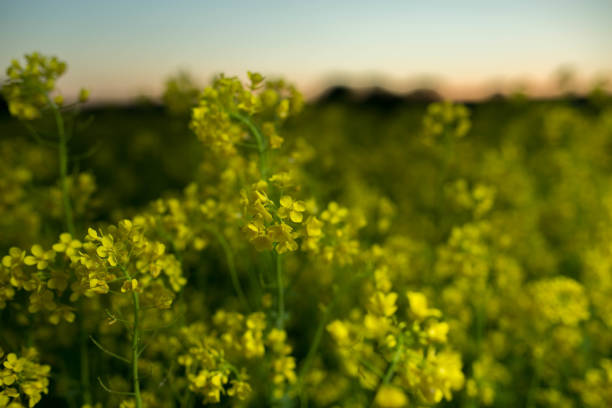 istock yellow flowers in a rapeseed field during flowering 1148209912