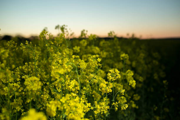 istock yellow flowers in a rapeseed field during flowering 1148209964