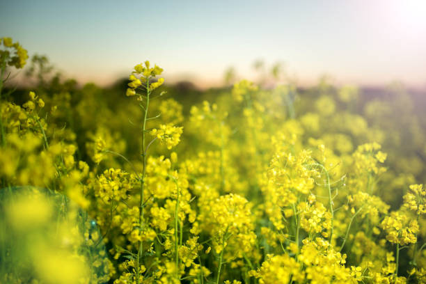 istock yellow flowers in a rapeseed field during flowering 1148209995