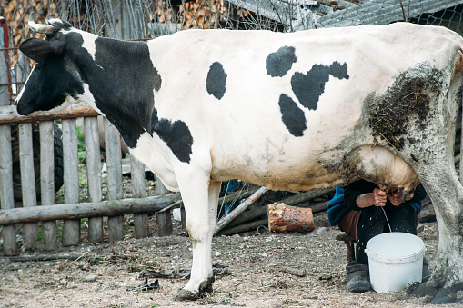Farm worker walks through dairy farm and carries a large milk can