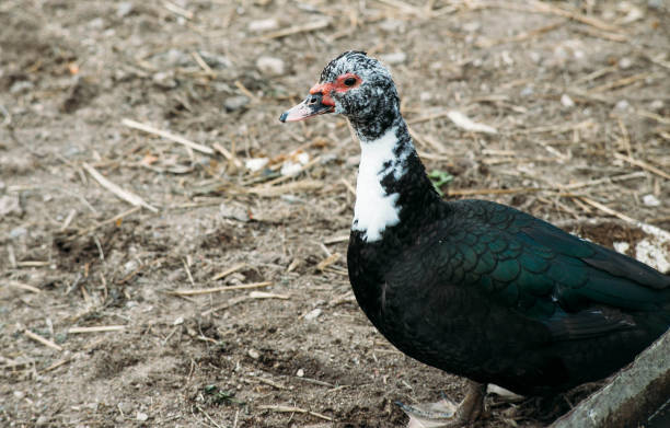 istock domestic black ducks in the barnyard 1148210560