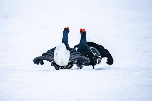 istock Black Grouse, Lyrurus tetrix 1148210829