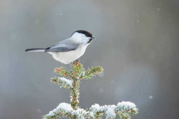 istock Marsh Tit, Poecile palustris 1148212244