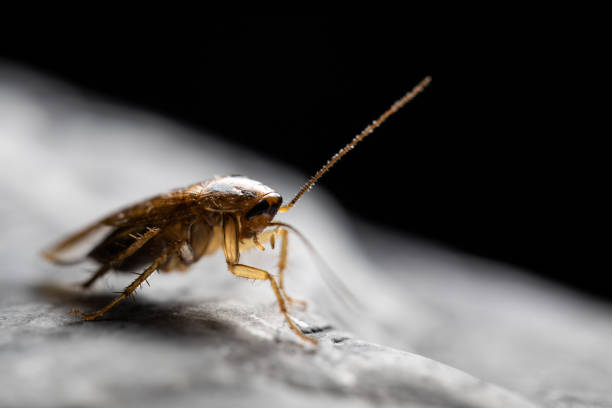 istock Insect on nature with close-up 1148212614