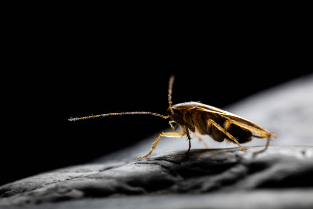 istock Insect on nature with close-up 1148212643