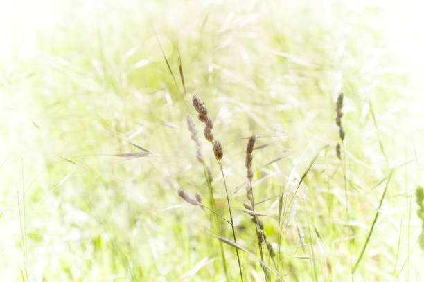 Natural garden yellow green background