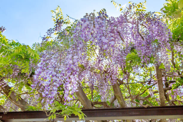 istock Wisteria flower in full bloom 1148214861