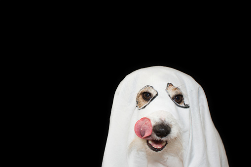 JACK RUSSELL DOG HALLOWEEN GHOST COSTUME PARTY. LINKING WITH TONGUE NOSE ISOLATED AGAINTS BLACK BACKGROUND