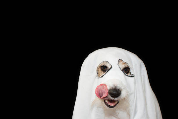 ACK RUSSELL DOG HALLOWEEN GHOST COSTUME PARTY. LINKING WITH TONGUE NOSE ISOLATED AGAINTS BLACK BACKGROUND JACK RUSSELL DOG HALLOWEEN GHOST COSTUME PARTY. LINKING WITH TONGUE NOSE ISOLATED AGAINTS BLACK BACKGROUND pet clothing stock pictures, royalty-free photos & images