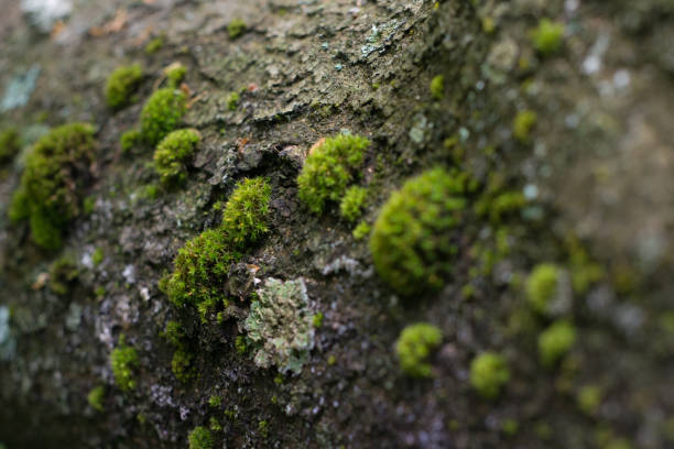 istock Bark of tree covered with green moss 1148215381