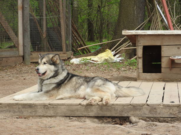 istock Siberian husky dog standing in the yard. 1148216255