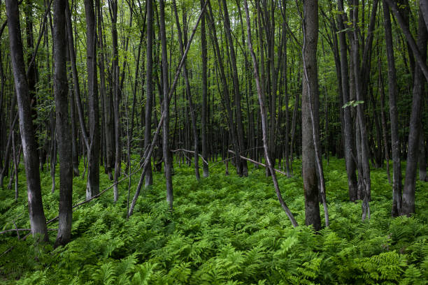 istock Quebec's Oka National Park 1148216804