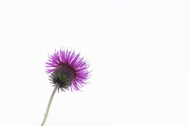 ワイルドフラワー。春のフィールド赤い色で咲く花、自然が目覚めています。 - flower may thistle purple ストックフォトと画像