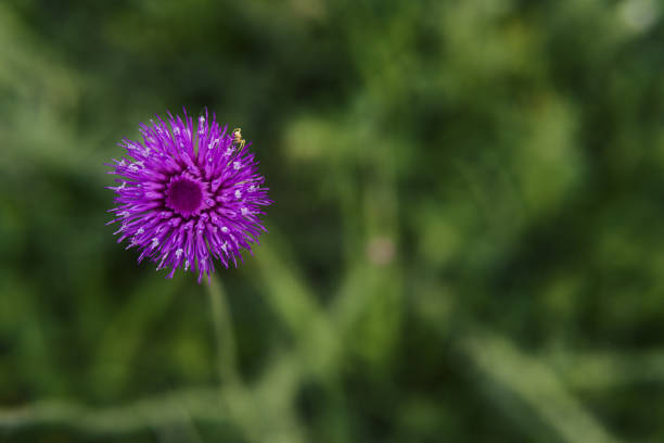 wildflower. wiosenne kwiaty polowe kwitnące w czerwonych kolorach, natura budzi się. - flower may thistle purple zdjęcia i obrazy z banku zdjęć