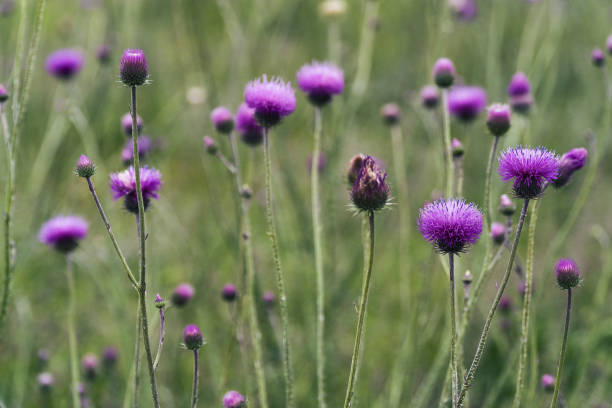 wildflower. wiosenne kwiaty polowe kwitnące w czerwonych kolorach, natura budzi się. - flower may thistle purple zdjęcia i obrazy z banku zdjęć