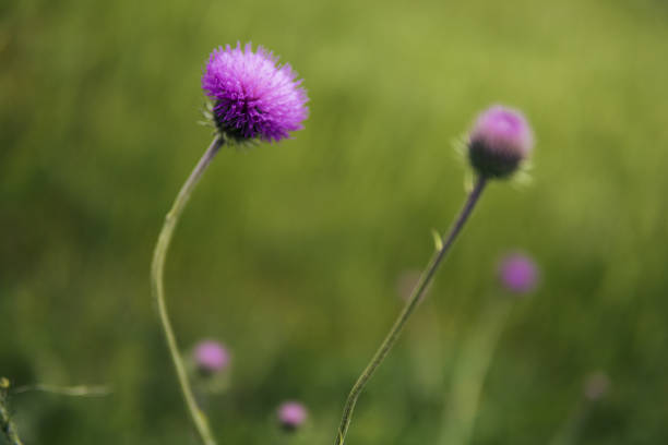 wildflower. fiori di campo primaverili che fioriscono in colori rossi, la natura si sta svegliando. - flower may thistle purple foto e immagini stock