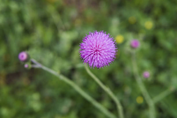 wildflower. fiori di campo primaverili che fioriscono in colori rossi, la natura si sta svegliando. - flower may thistle purple foto e immagini stock