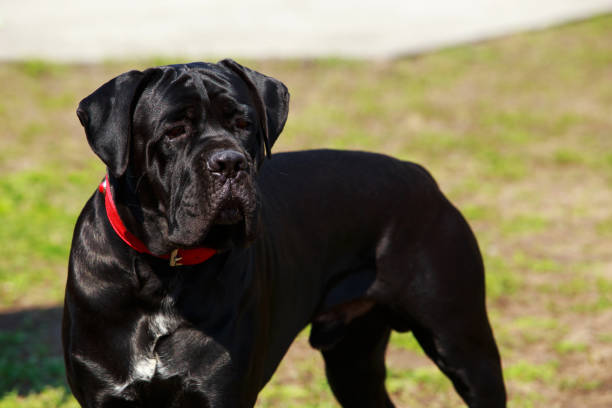 istock Dog breed Italian Dog Course 1148219884