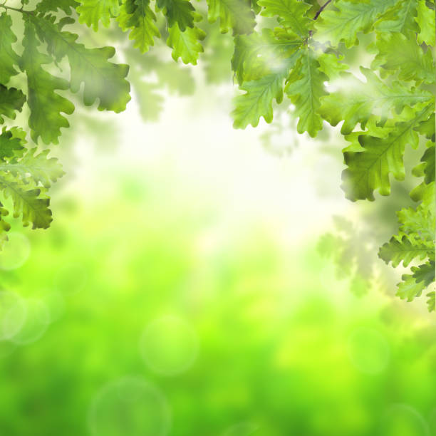istock Green spring background with green oak leaves 1148220025