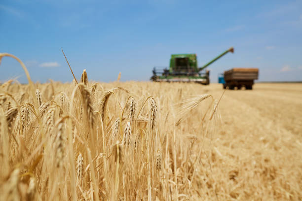 istock Agricultural harvester working in a wheat field 1148220953