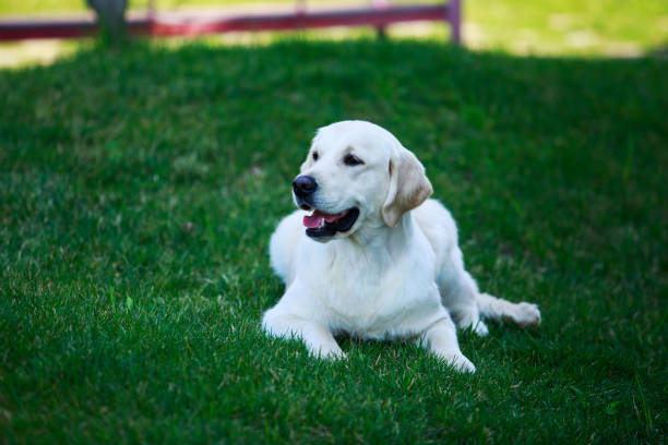 istock The dog breed Golden retriever 1148221198