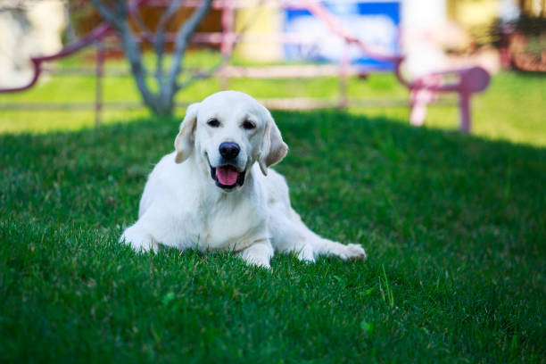 istock The dog breed Golden retriever 1148221307