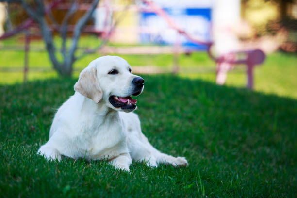 istock The dog breed Golden retriever 1148221336