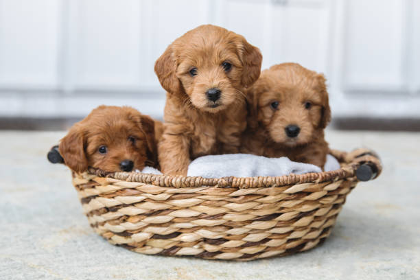 urocza miot szczeniąt goldendoodle w koszu - puppy young animal dog labrador retriever zdjęcia i obrazy z banku zdjęć