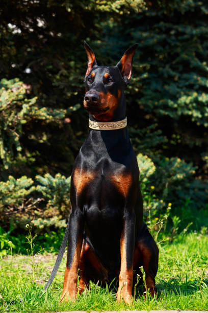 istock The dog breed Doberman Pinscher 1148221420