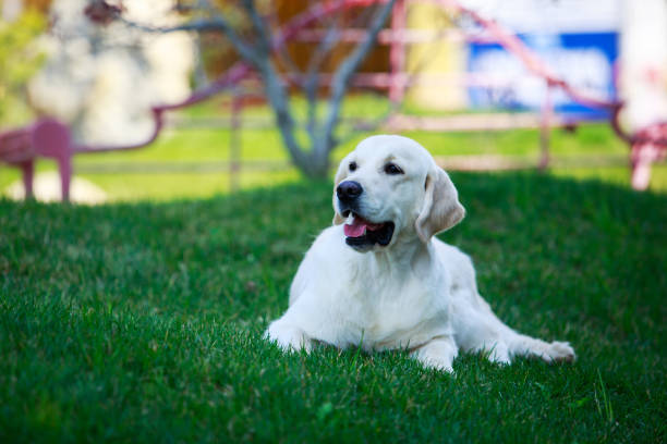 istock The dog breed Golden retriever 1148221485
