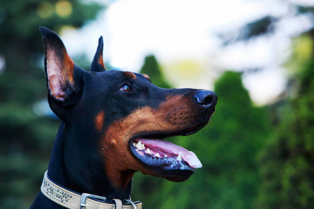 istock The dog breed Doberman Pinscher 1148222127