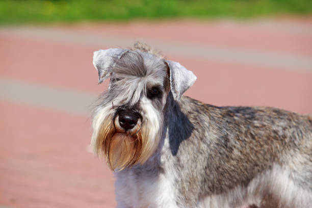Dog breed Miniature Schnauzer close up on the pavement