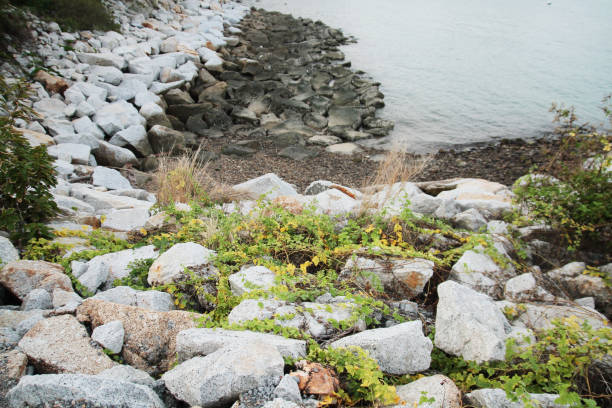 white rocks beach and ivy plant on the seaside - commercial dock pier reef rock imagens e fotografias de stock