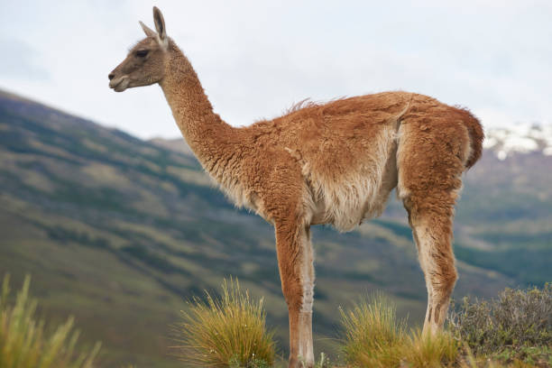 istock Guanaco in Chacabuco Valley 1148222431